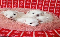Maltese dogs for sale: Maltese puppies - Image 6
