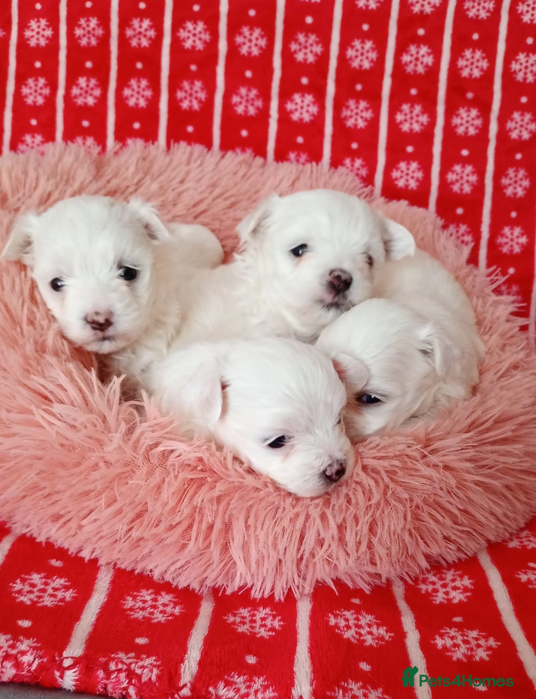 Maltese dogs for sale: Maltese puppies - Image 6