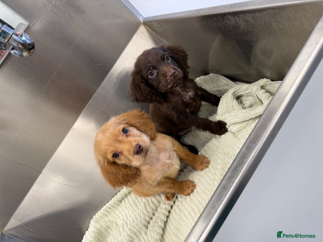 Cocker Spaniel dogs for sale: Working cocker spaniel puppies  - Image 1