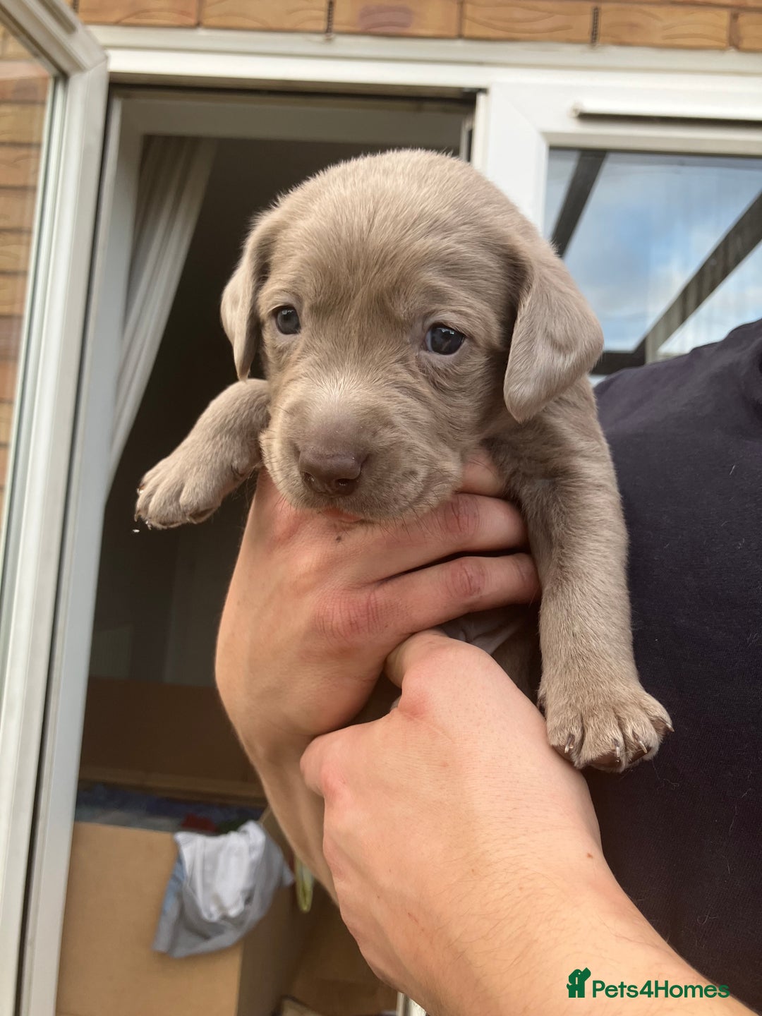 Labrador Retriever dogs for sale: Silver Labrador Puppies for sale  - Image 7