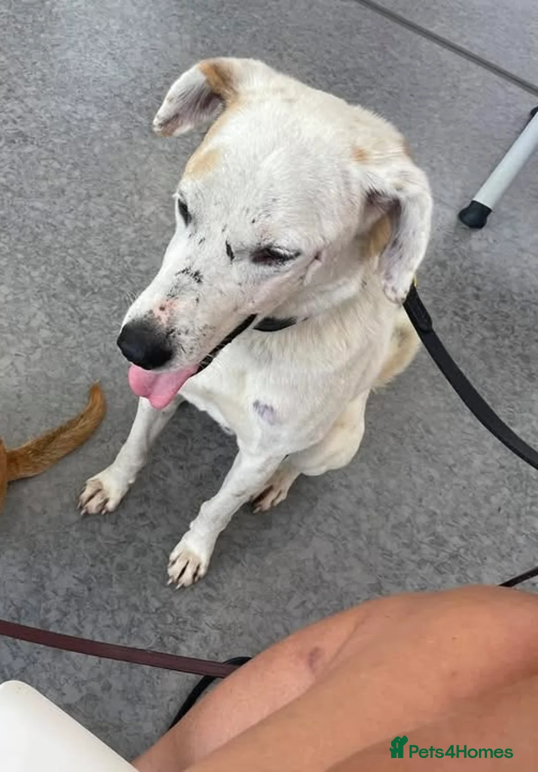 Mixed Breed dogs for sale: 8yr neutered mixed breed dog  - Advert 1