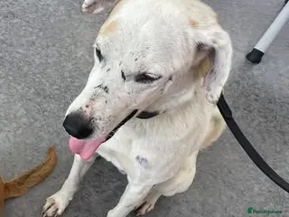 Mixed Breed dogs 8yr neutered mixed breed dog - Advert 15