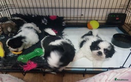 Shih Tzu dogs for sale: Shihtzu puppies  - Image 2