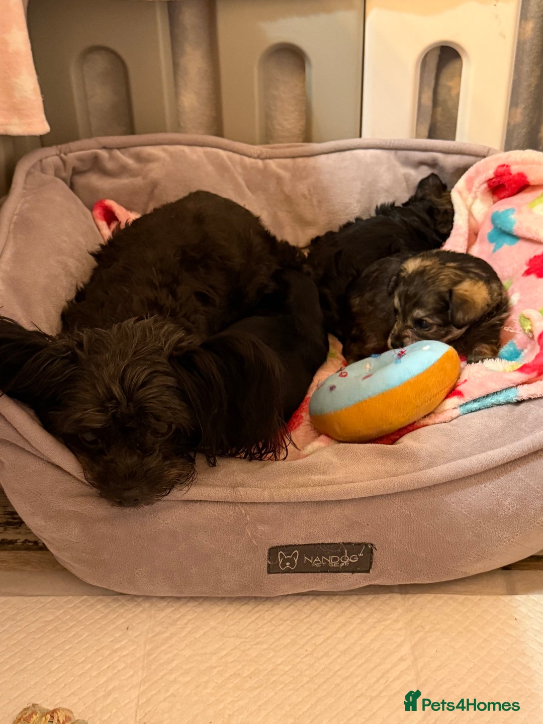 Yorkiepoo dogs for sale: Yorkipoos READY  **  EVE - Advert 17