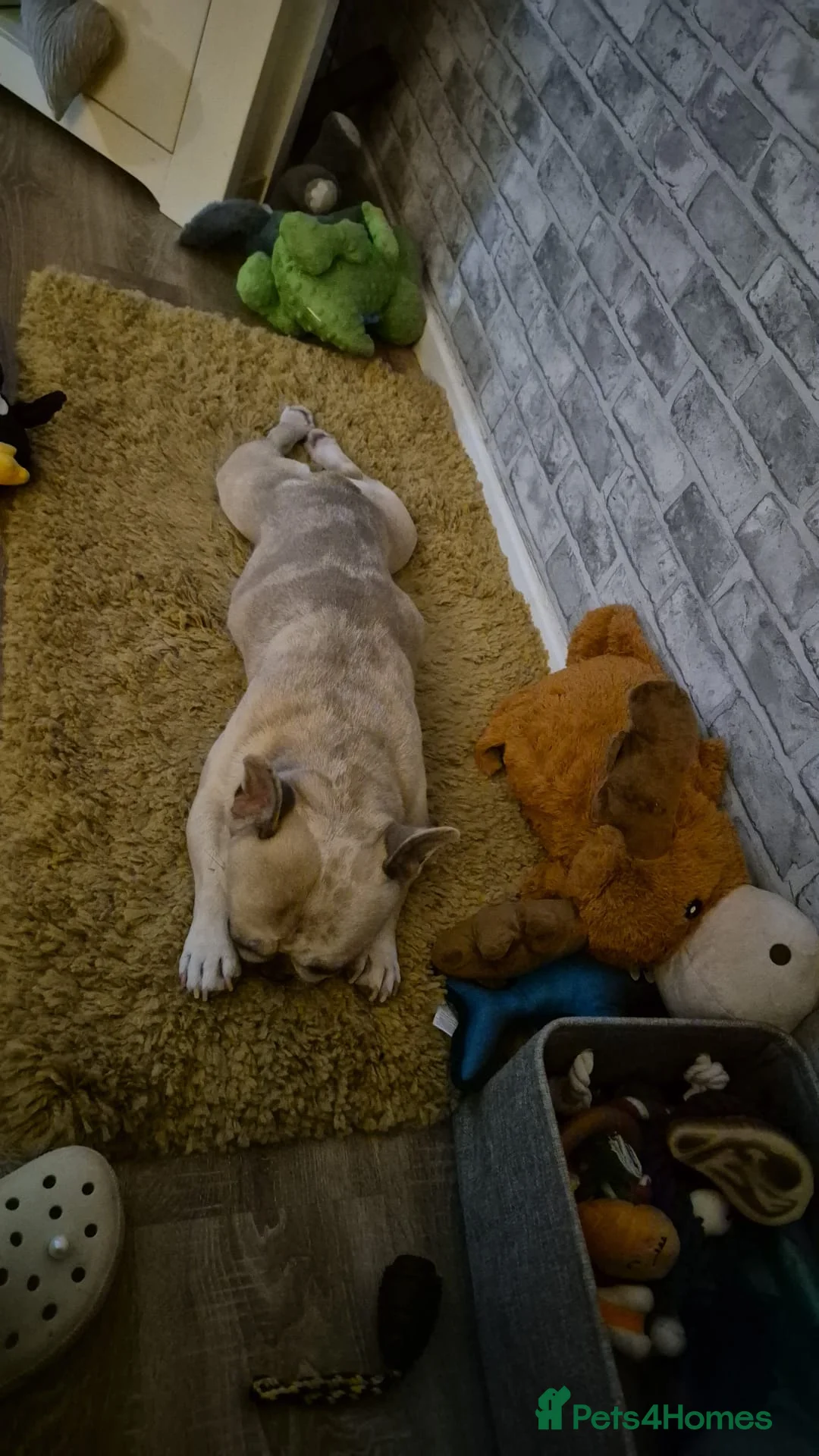 French Bulldog dogs for sale: French Bulldog needing a forever home - Advert 2