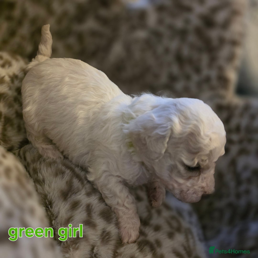 Bichon Frise dogs for sale: Bichon frise  - Advert 13