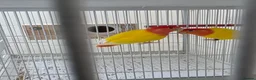 Lovebirds birds for sale: Lovebird Breeding Setup - Chicks, Eggs & Cages - Advert 6