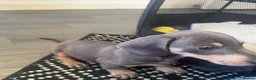 Miniature Dachshund dogs for sale: blue & tan miniature dachshund male puppy - Advert 5