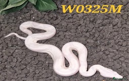 Boa Snake reptiles for sale: CB2025 Sharp Snowglow/anery/ghost - Image 2