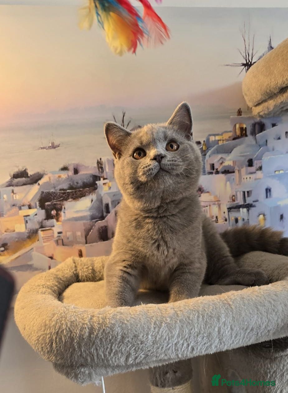 British Shorthair cats Beautiful GCCF registered BSH.Last boy! Ready now! - Advert 1