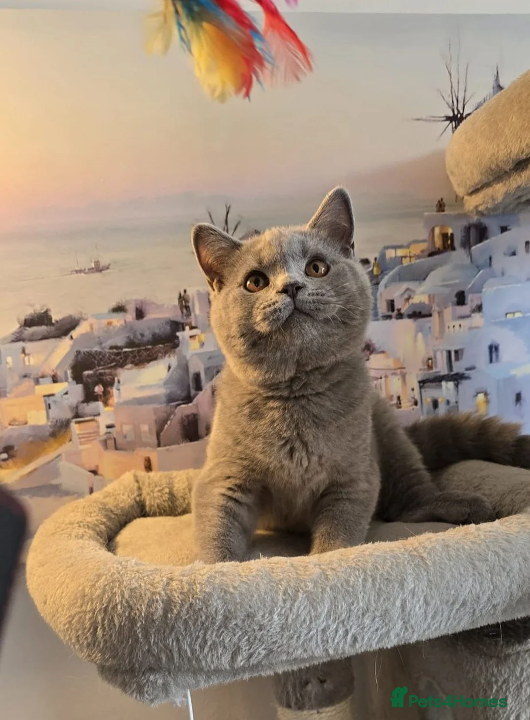 British Shorthair cats for sale: Stunning GCCF registered British shorthair boy!! - Advert 1