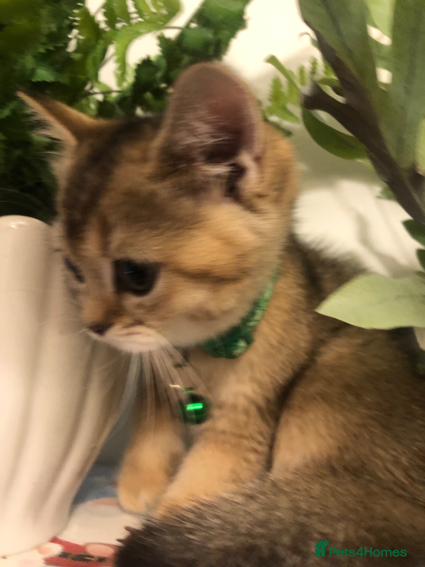 British Shorthair cats British shorthair kittens  - Advert 1