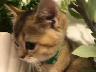 British Shorthair cats British shorthair kittens - Advert 1