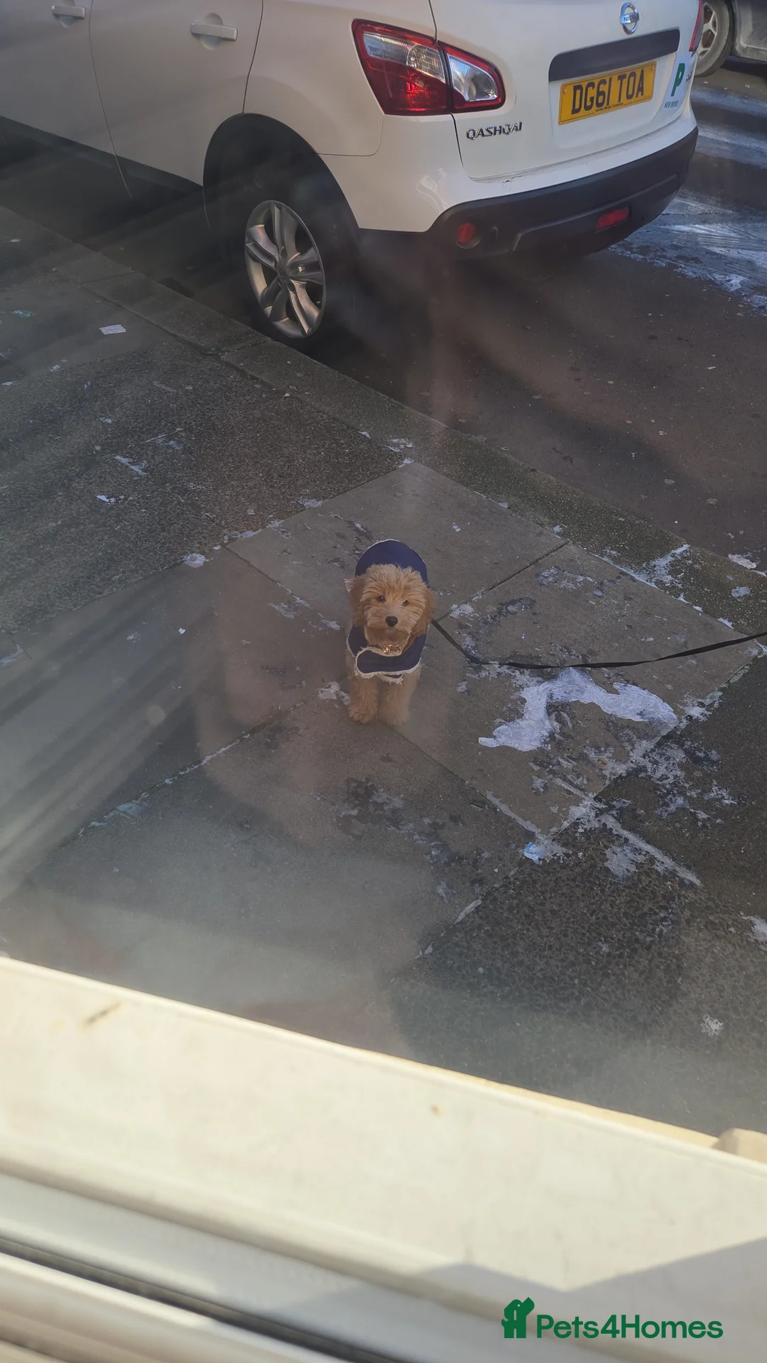 Maltipoo dogs for sale: Puddle mini Maltipoo  in Wigan - Advert 2