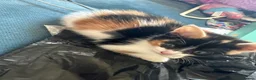 Mixed Breed cats for sale: Kittens available from 10/11/26 in Hinckley - Advert 2