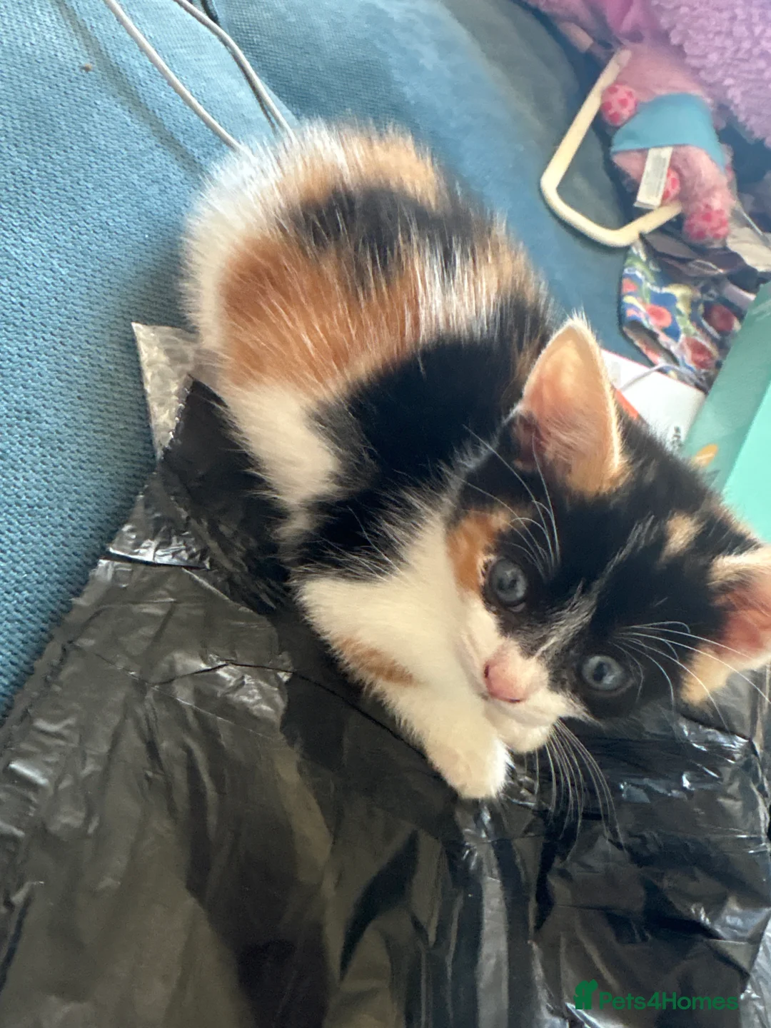 Mixed Breed cats for sale: Kittens available from 10/11/26 in Hinckley - Advert 2