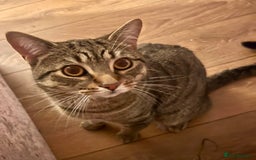 Bengal cats for sale: Male bengal cat looking for forever home  - Image 1