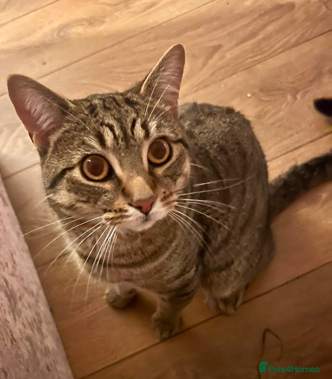 Bengal cats for sale: Male bengal cat looking for forever home  - Image 1