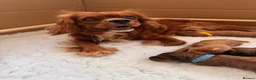 Cavapoo dogs for sale: 🐾🐶 F1 Cavapoo Puppies for Sale 🐶🐾 in Truro - Advert 12