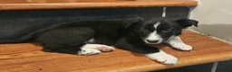 Border Collie dogs for sale: Beautiful Border Collie Pups for sale - Advert 12
