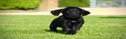 Cocker Spaniel dogs for sale: KC registered working cocker spaniel - Advert 3