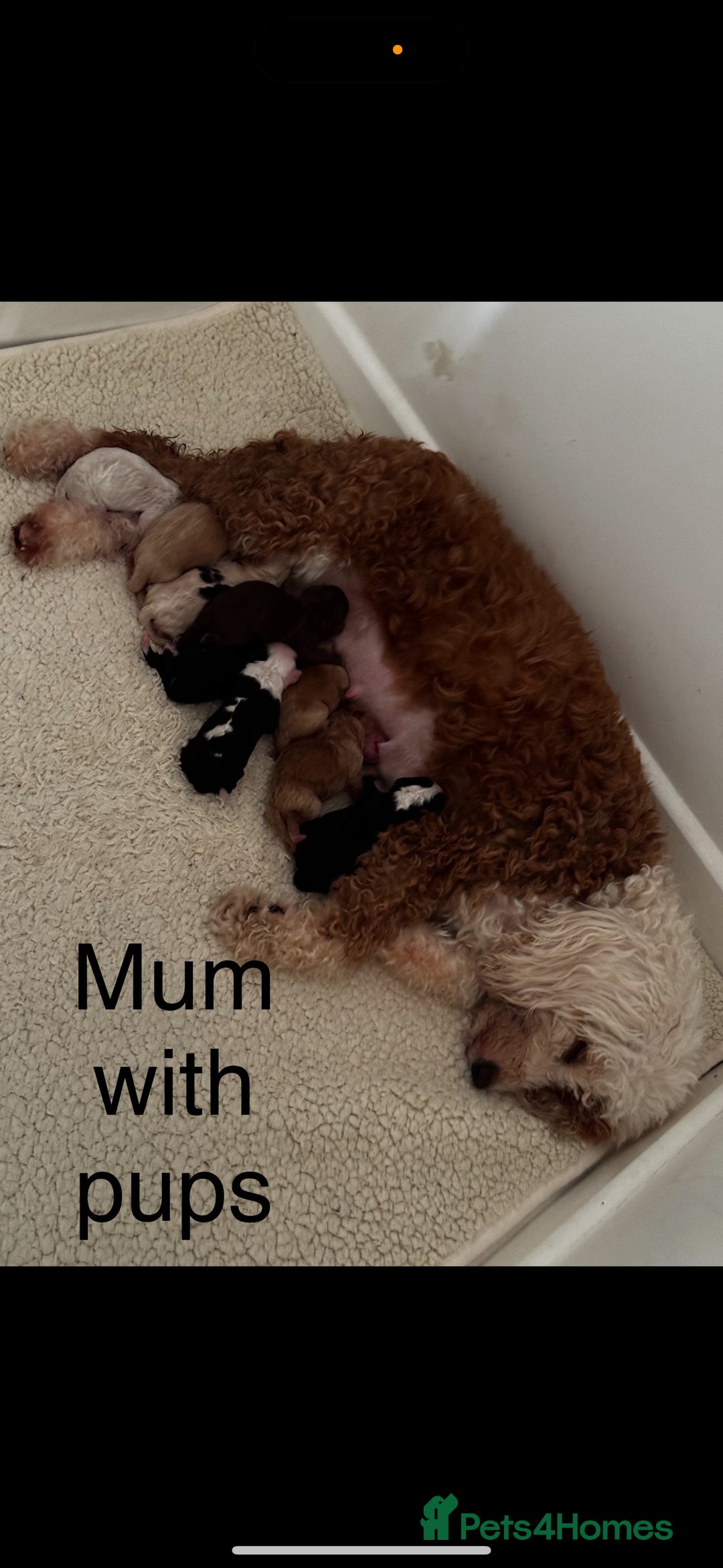Cockapoo dogs for sale: Cockapoo puppies  - Image 10