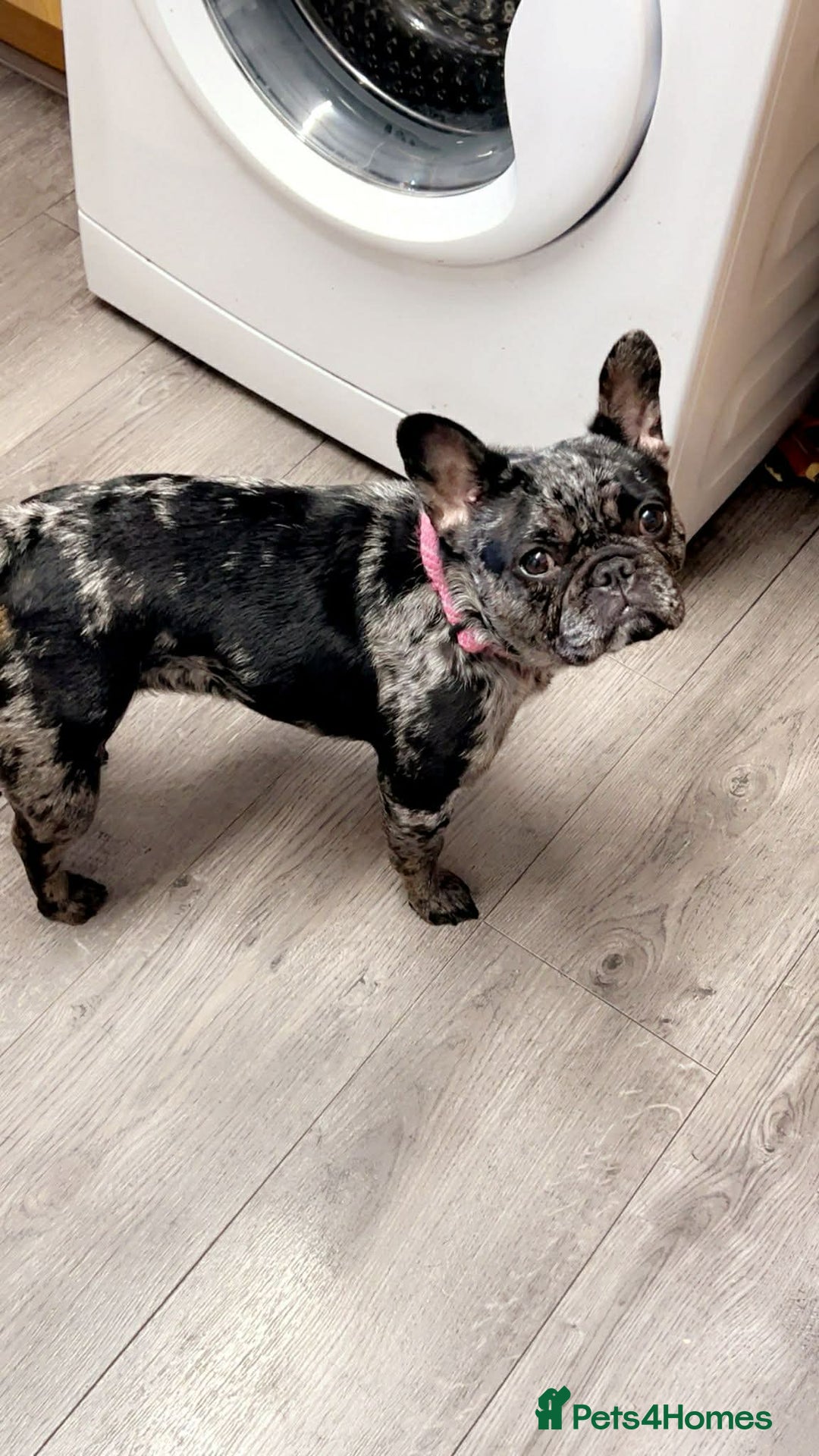 French Bulldog dogs for sale: Fluffy French bulldog - Advert 3