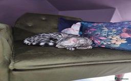 Bengal cats for sale: Sensational Silver Bengal boy requires new family  - Image 6