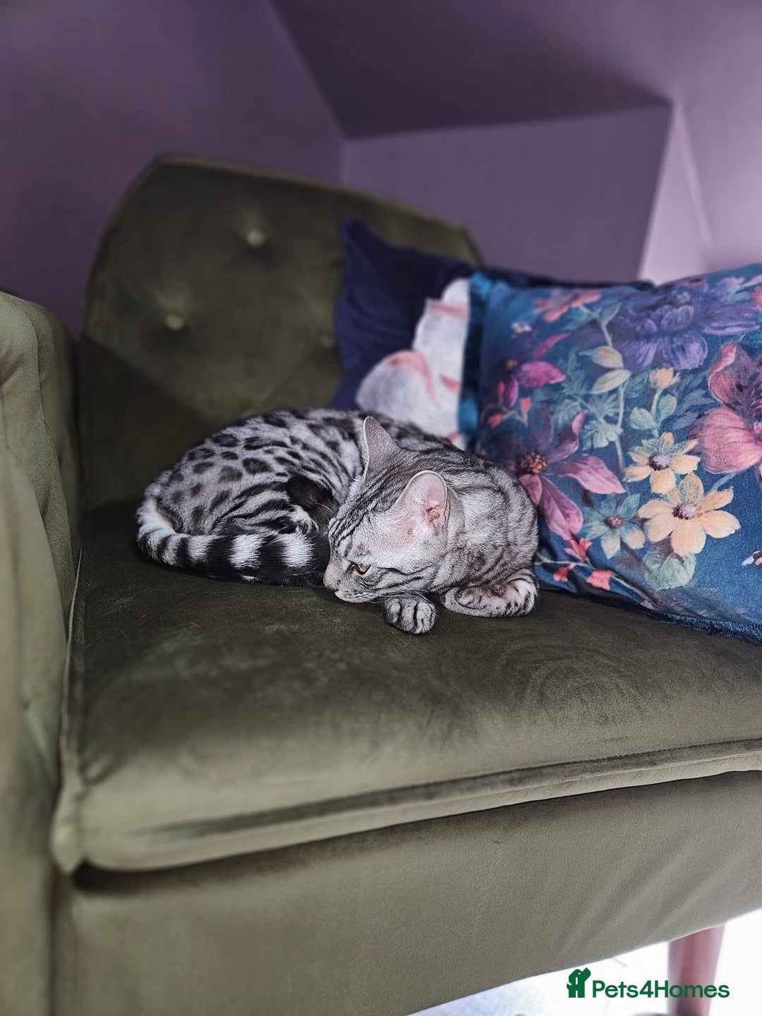 Bengal cats for sale: Sensational Silver Bengal boy requires new family  - Image 6