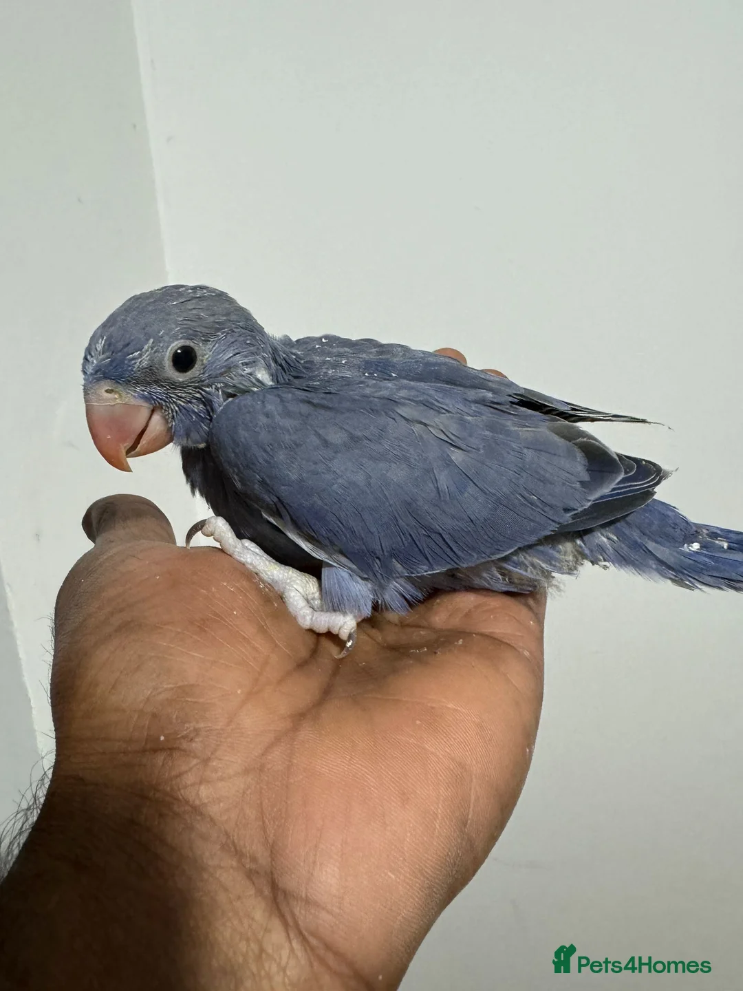 Ringnecks birds for sale: HAND REARED INDIAN RING NECK - Advert 11