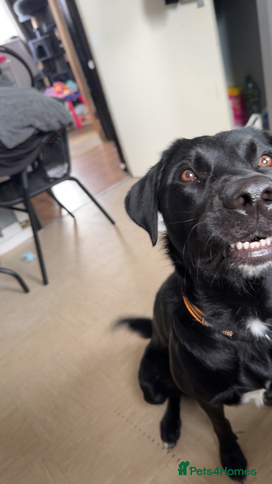 Borador dogs for sale: Lab mix collie  - Image 1