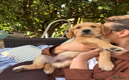Golden Retriever dogs for sale: 🐾 Ready Soon!! KC Golden Retriever Male Puppies - Image 15