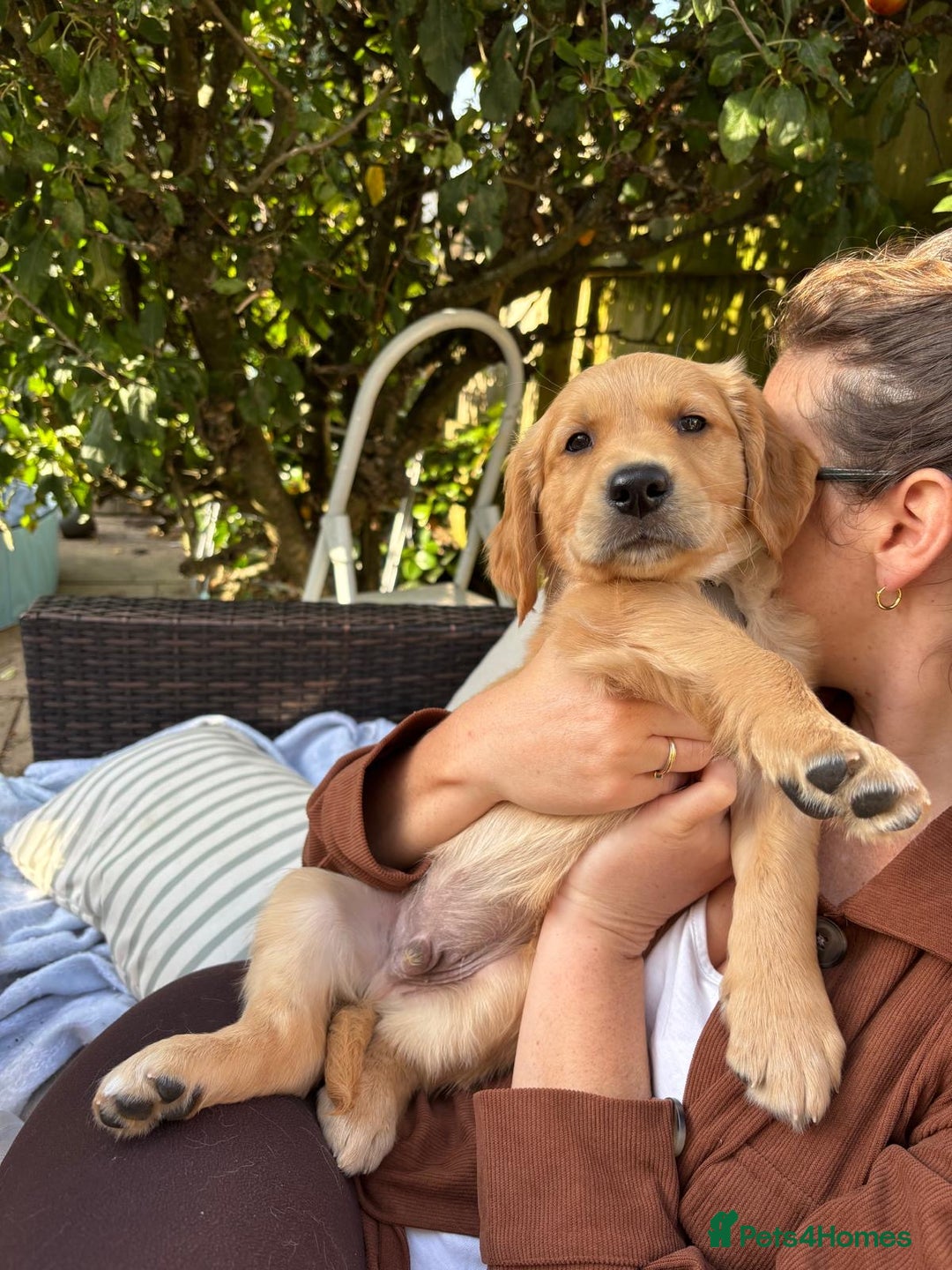 Golden Retriever dogs for sale: 🐾 Ready Soon!! KC Golden Retriever Male Puppies - Image 15