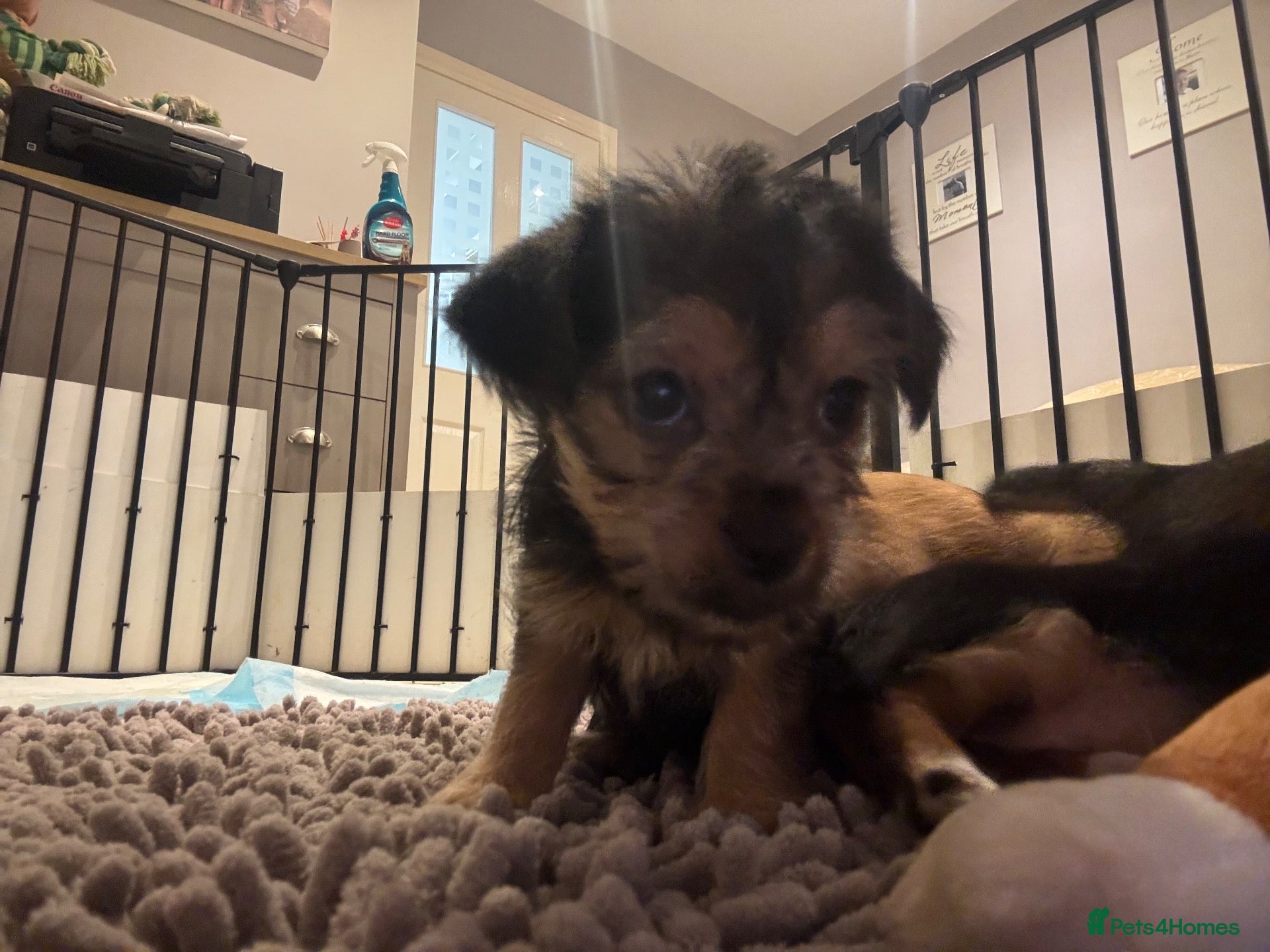 Chorkie dogs 1 girl chorkie puppy left. Ready Thurs 22nd  - Advert 1