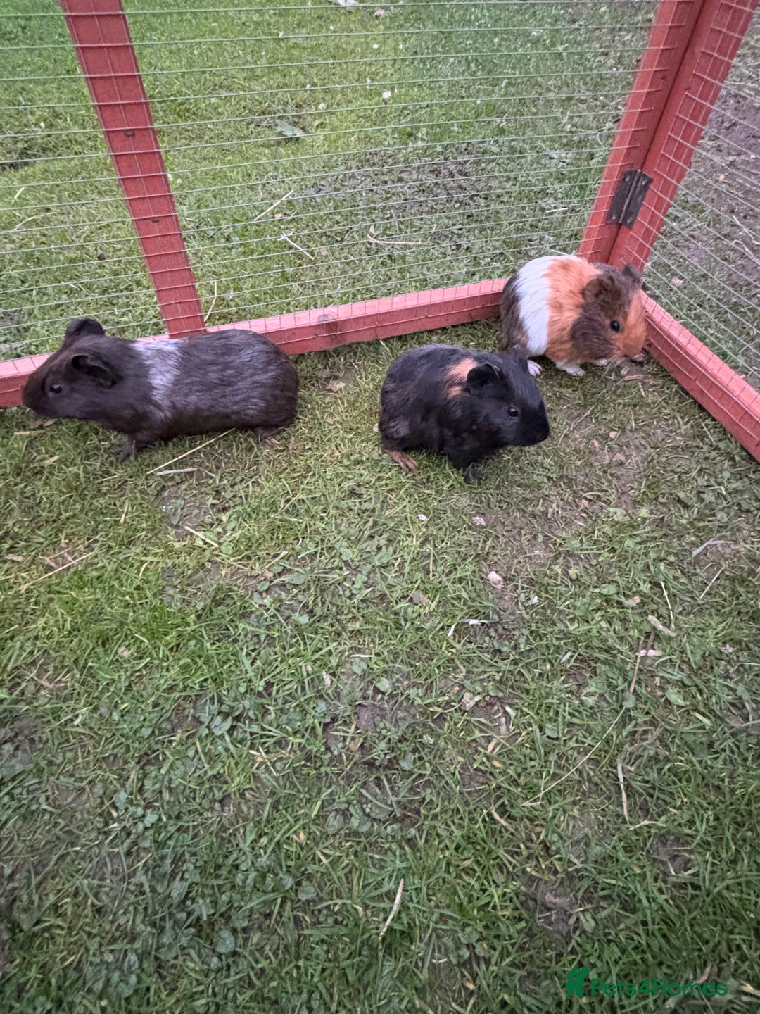 Guinea Pig rodents for sale: Baby guinea pigs  - Advert 12