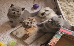 British Shorthair cats for sale: Pure british  shorthair  kittens  - Image 14