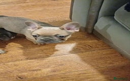 French Bulldog dogs for sale: Beautiful nature puppy 12 weeks old male  - Image 3