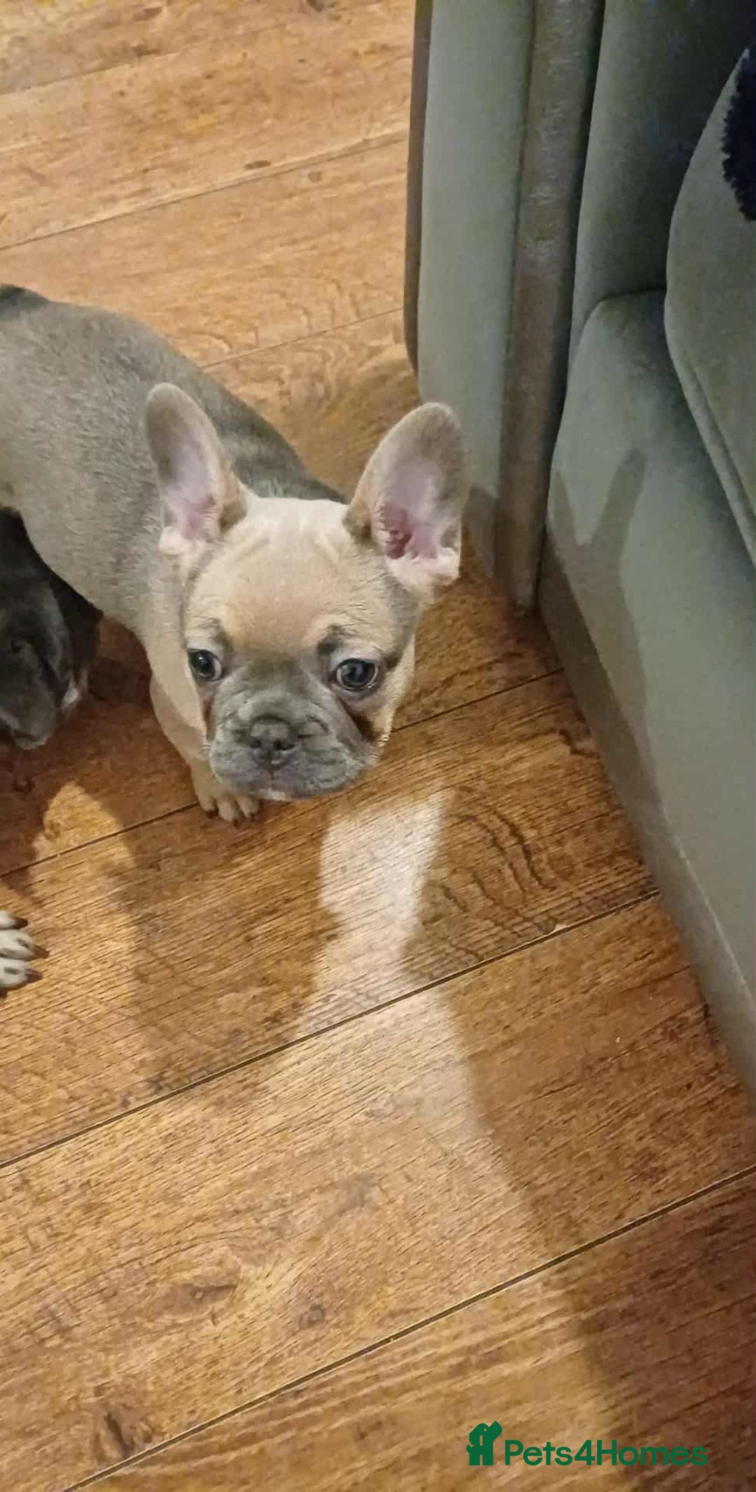 French Bulldog dogs for sale: Beautiful nature puppy 12 weeks old male  - Image 3