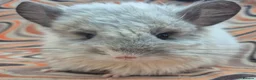 Chinchilla rodents for sale: Variety of chinchillas babys and adults - Advert 11