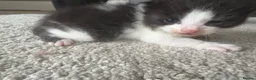 Mixed Breed cats for sale: Four mix breed kittens - Advert 13