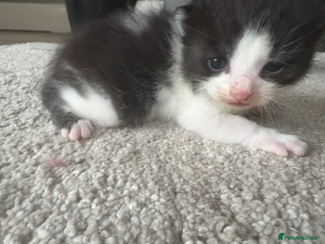 Mixed Breed cats for sale: Four mix breed kittens - Advert 13