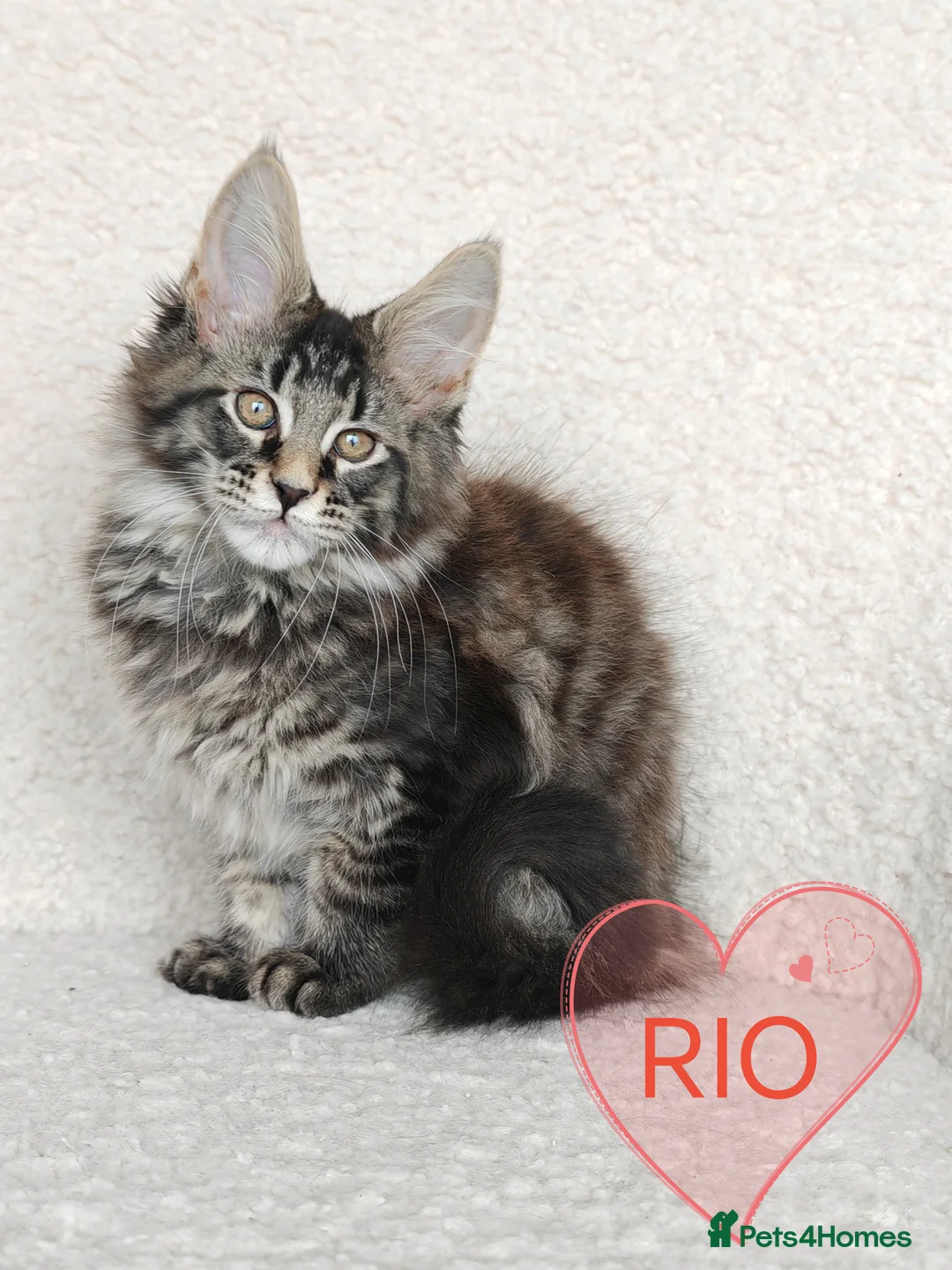 Maine Coon cats for sale: Full pedigree Maine Coon kittens - Advert 3