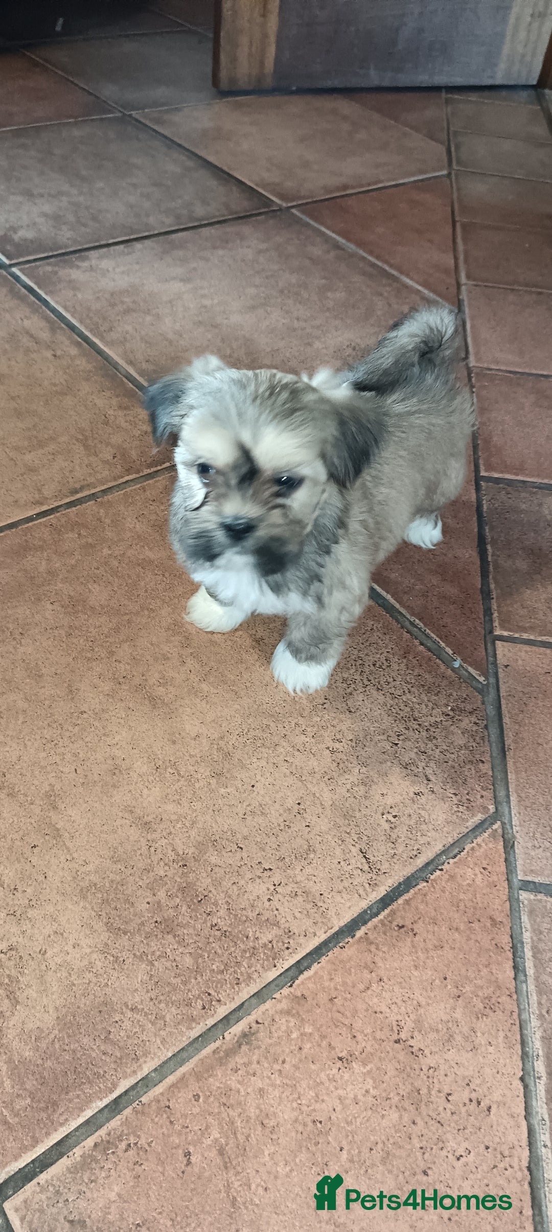 Lhasa Apso dogs for sale: Pure bred Lhasa apso pups  - Image 12