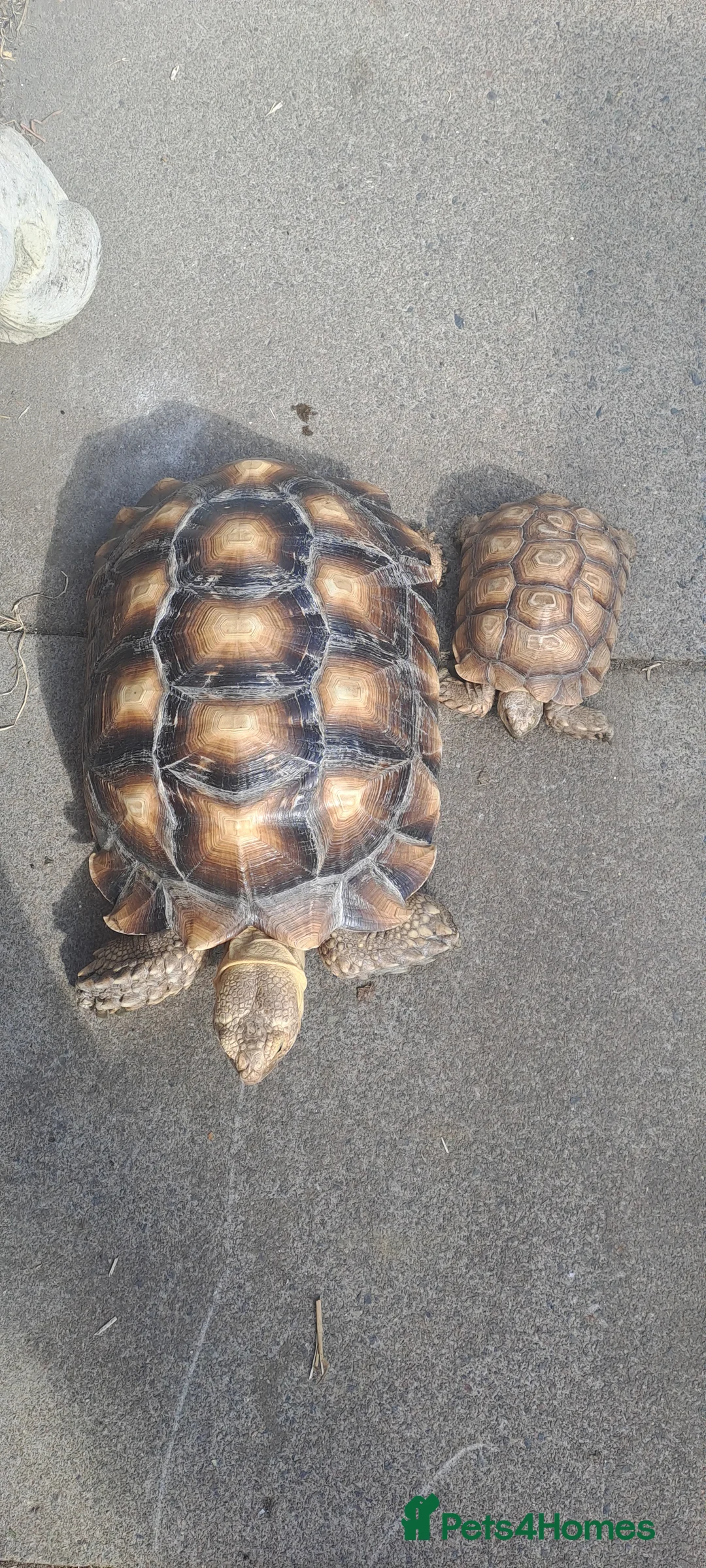 Tortoise reptiles for sale: Sulcata Tortoise 13yrs old - Advert 2