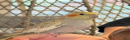 Cockatiels birds for sale: Kira and Pika locking for a loving new home  - Advert 5