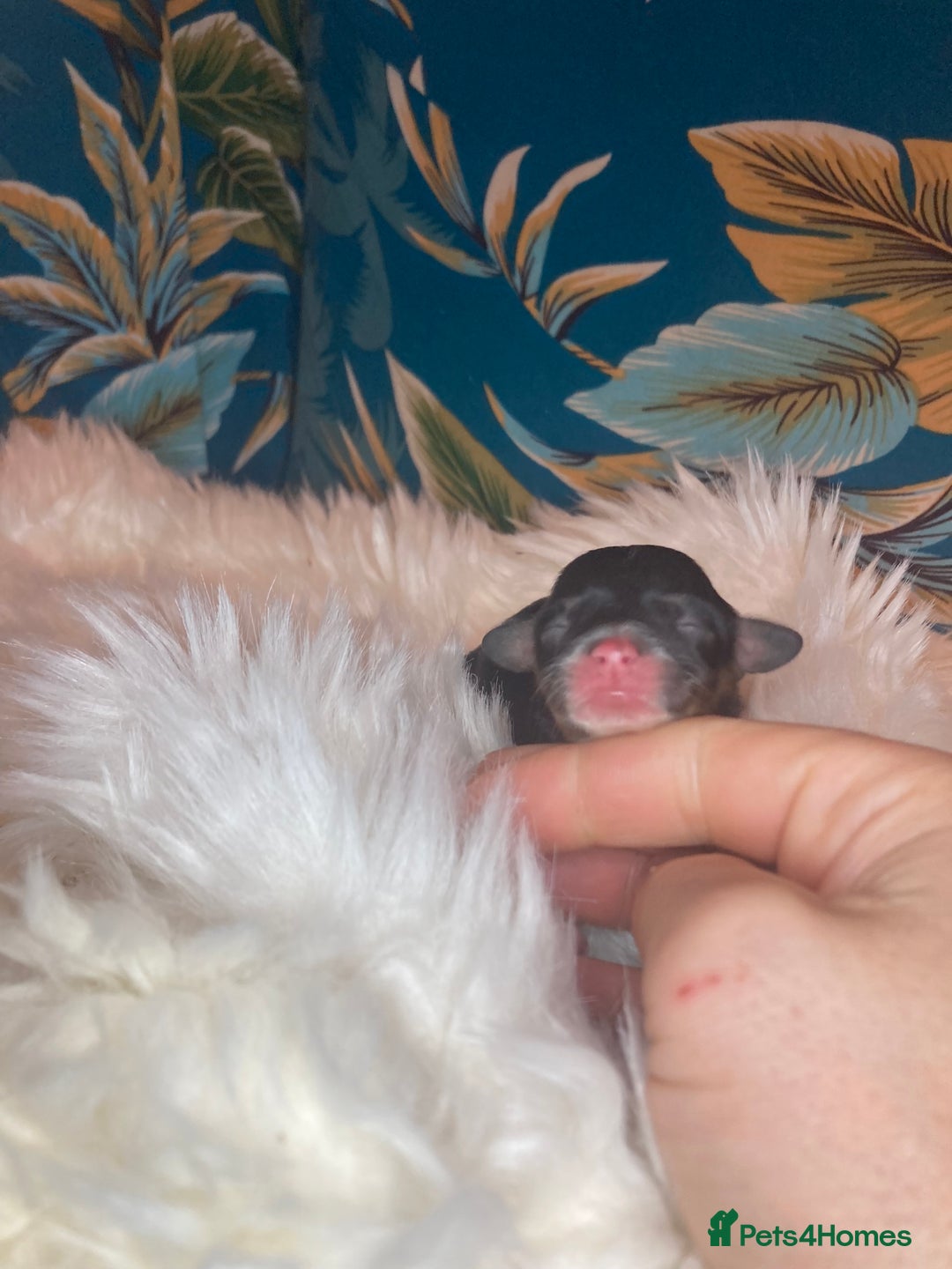 Cavapoo dogs for sale: Stunning toy cavapoo puppies  - Advert 2