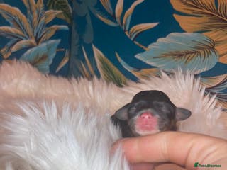 Cavapoo dogs Stunning toy cavapoo puppies - Advert 4