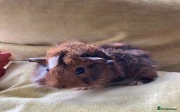 Guinea Pig rodents for sale: Two beautiful little brothers Brighton - Image 7
