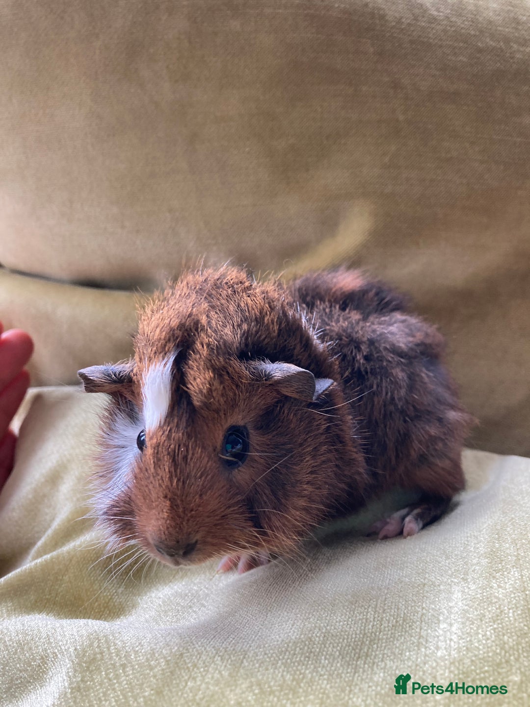 Guinea Pig rodents for sale: Two beautiful little brothers Brighton - Image 7