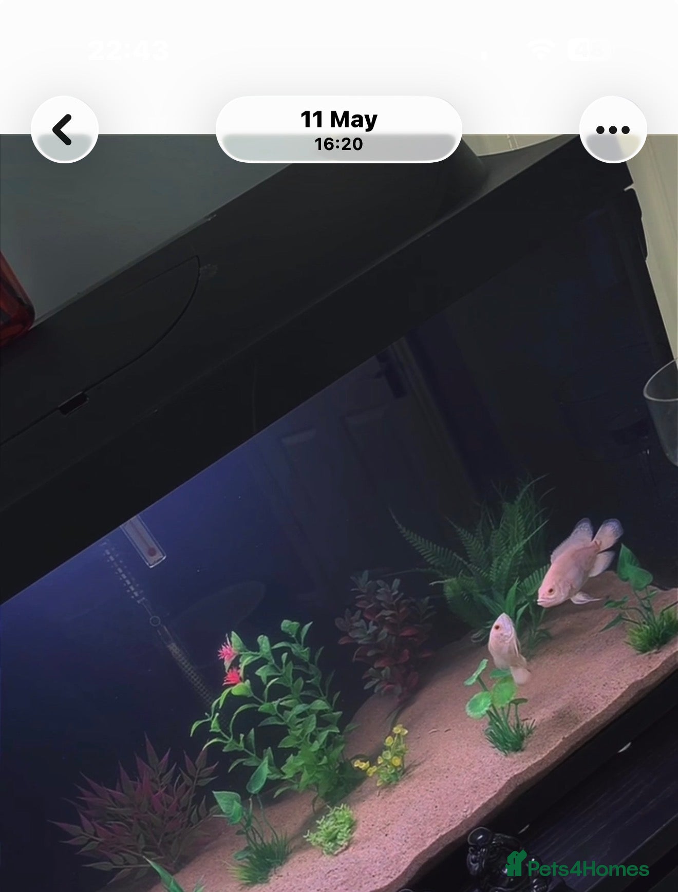 Cichlids fish X2 Oscar’s for sale  - Advert 2